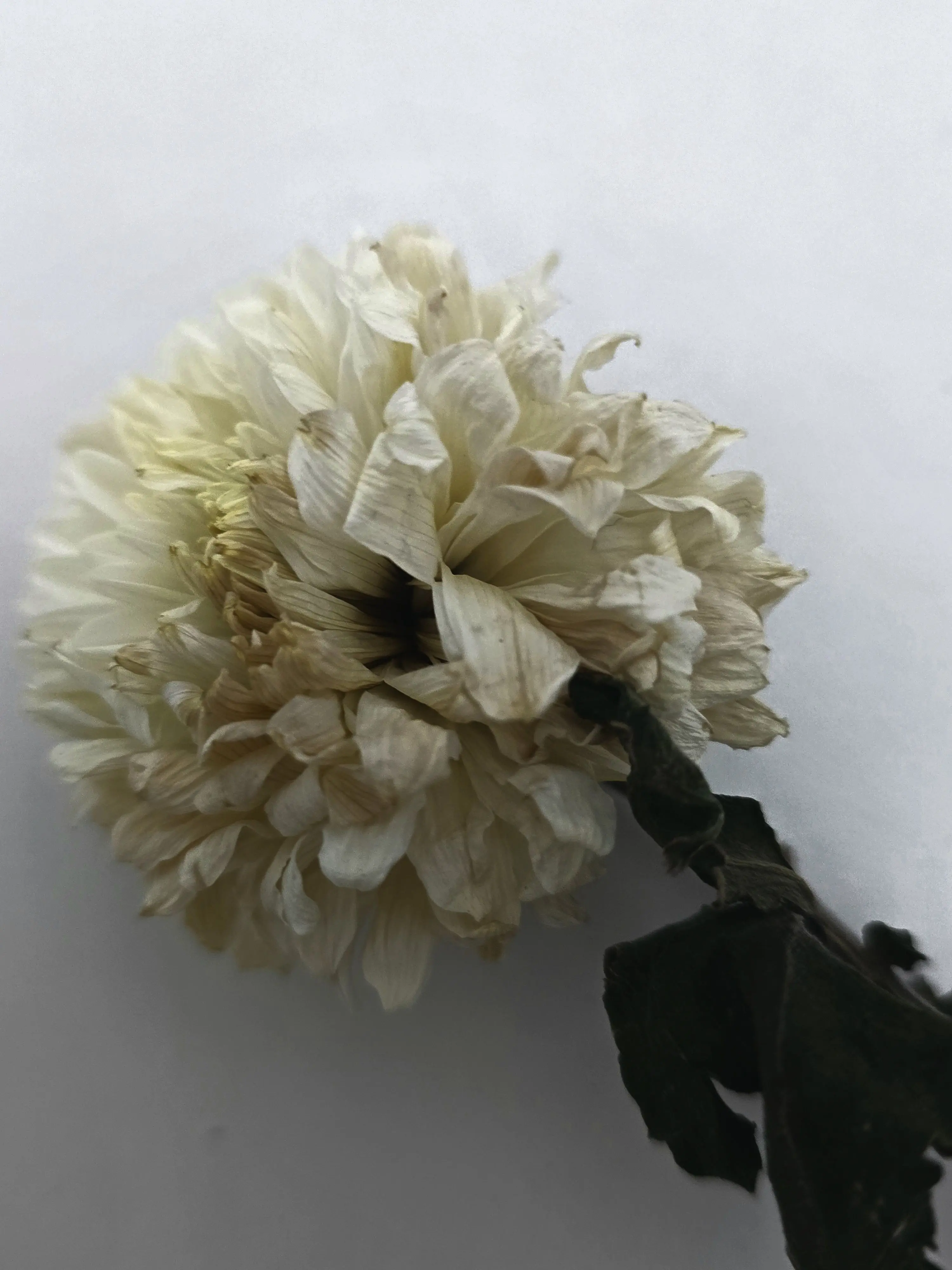 HELLO_EVERYON3의 죽었다며 소식들었어