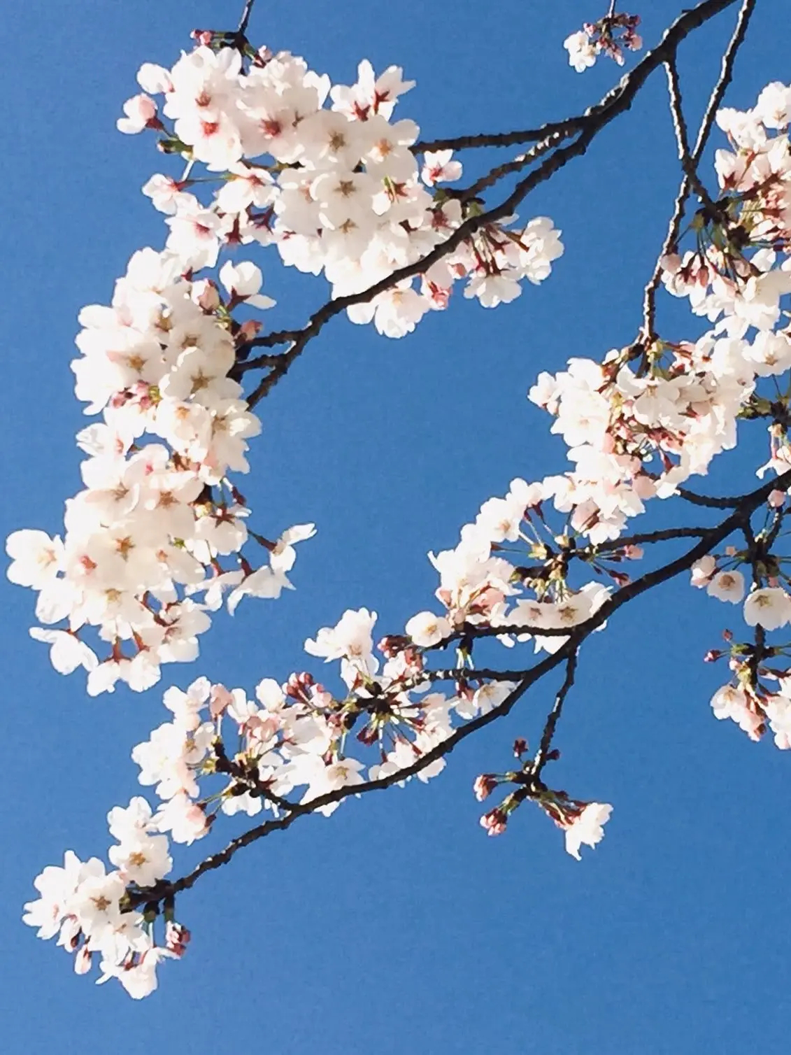 Ejacm의 벚꽃이 흗날리는,