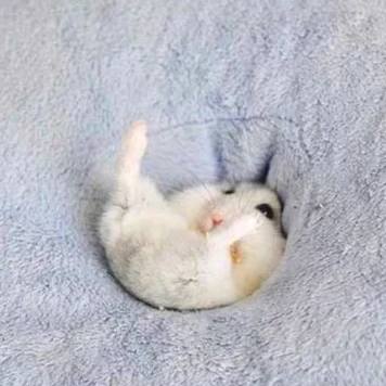가조쿠
