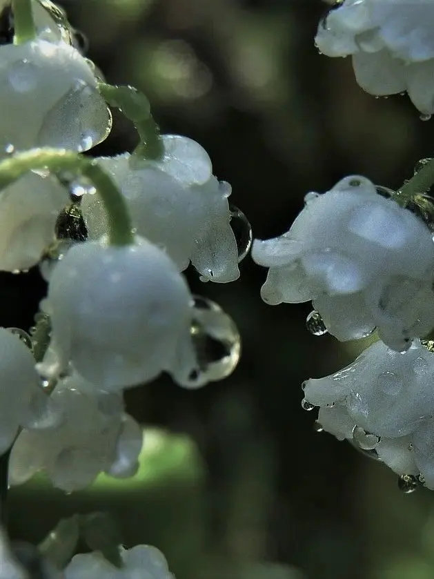 Saaggal의 “ 어리석은 사랑을 꺼내보이겠어요 ”