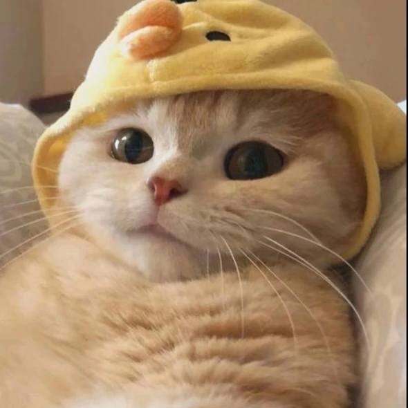 서프라이즈