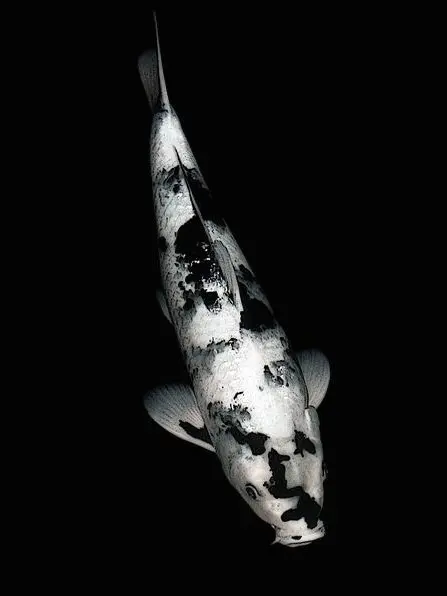 YEPPI404의 여름 감기