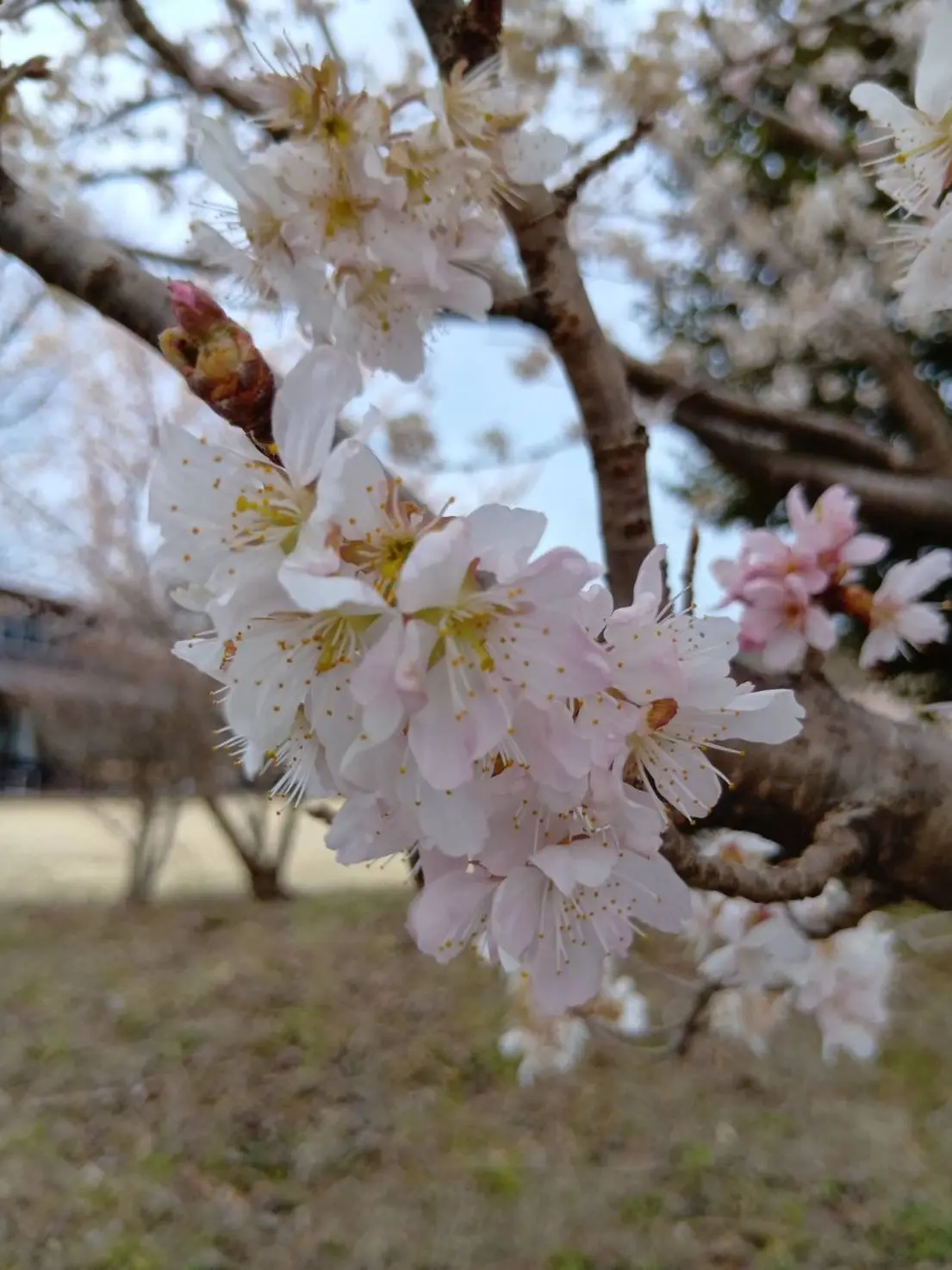 SleazyLily5805의 幼馴染2人