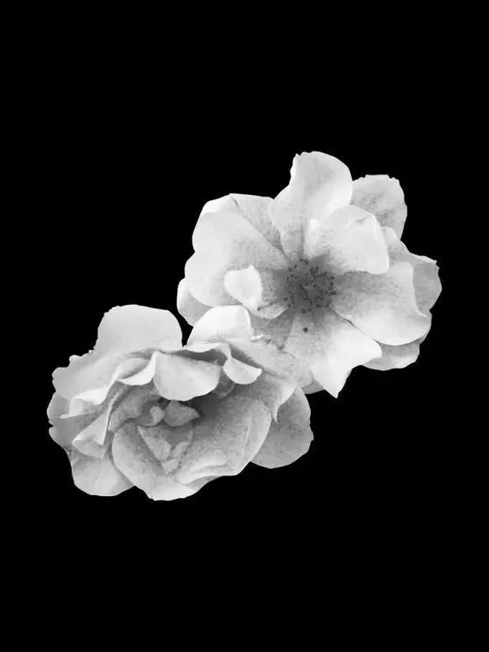 DaftHeron9697의 차병진