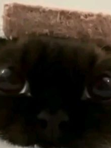 ☆[고양이 마법학교×포세이큰×여우]☆ 대표 이미지