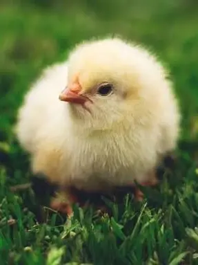 ShiftyDisc8090의 아무튼 쿤마님