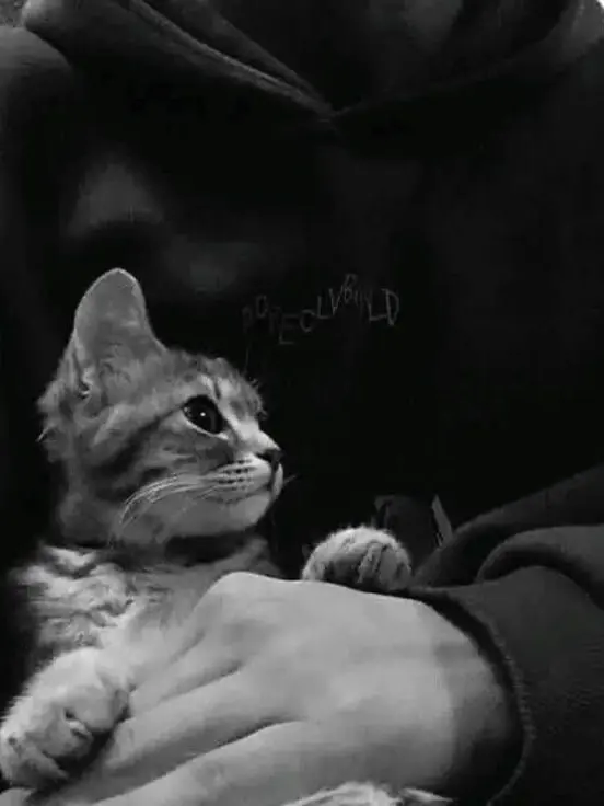 _myles_100의 Uhh...meow?