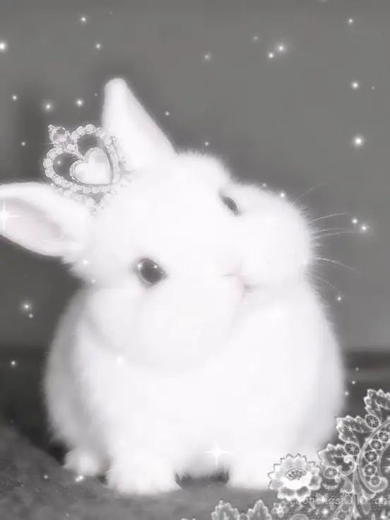 rai-_-의 ばにーばーꪔ̤̮ ‪