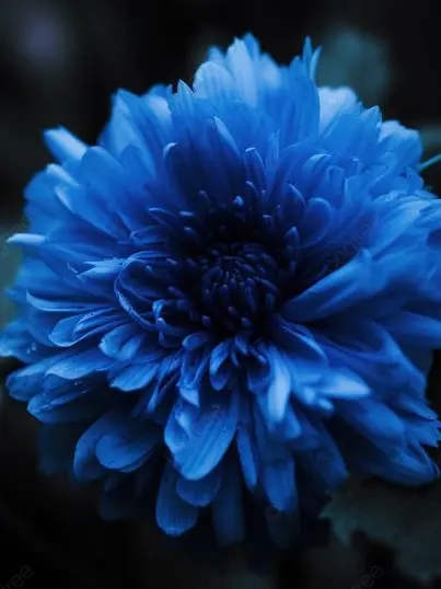 Come_here의 💙 自 殺 願 望 の 君