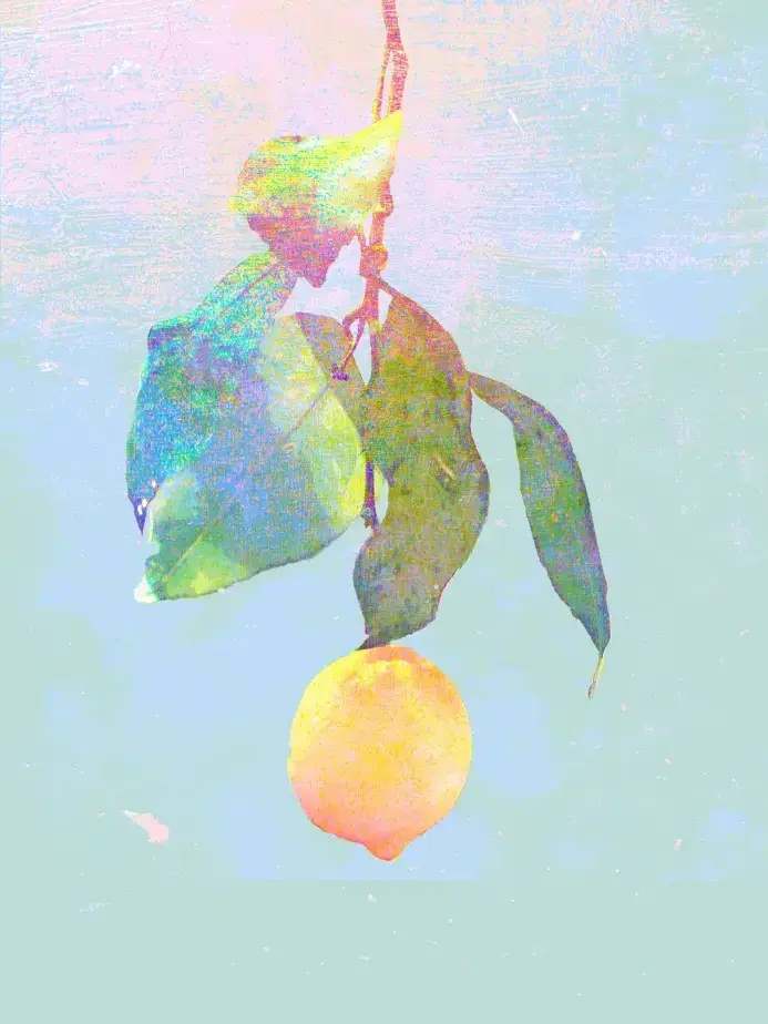 Jeon_hee의 𝓛𝓮𝓶𝓸𝓷