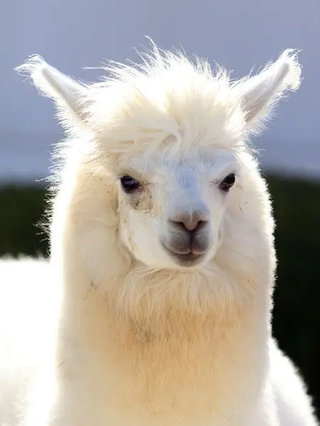 SlowShot4992의 モフモフわーるど