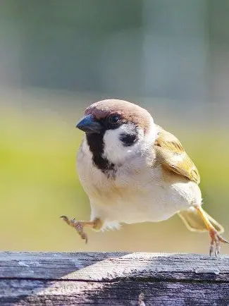 Hee.hee14의 나는 참새야!