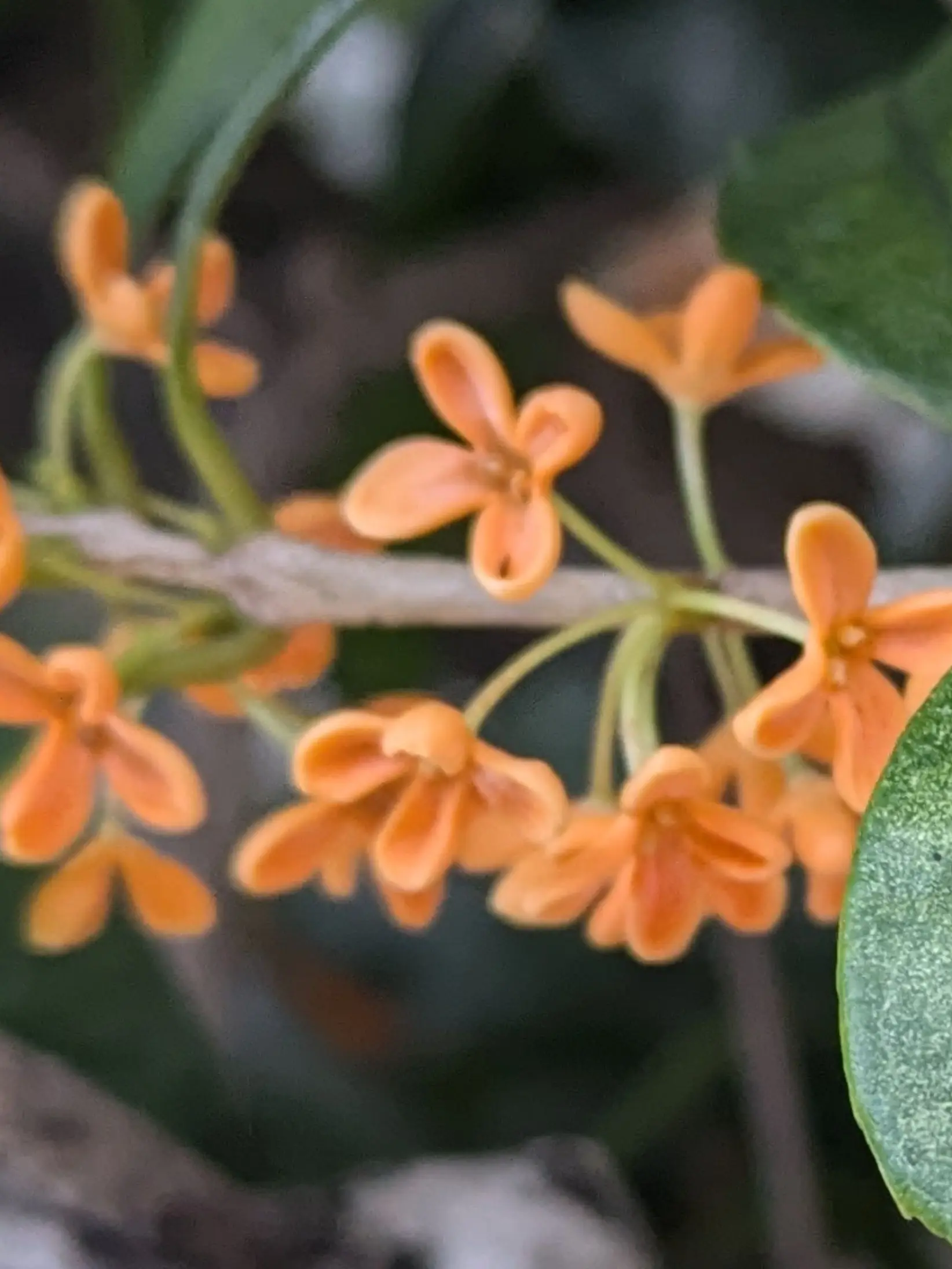 Syouma_irxsLOVE의 歌い手の大先輩とコラボします!!!!!!