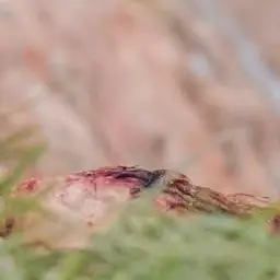 JollyBird3073의 清八さん！