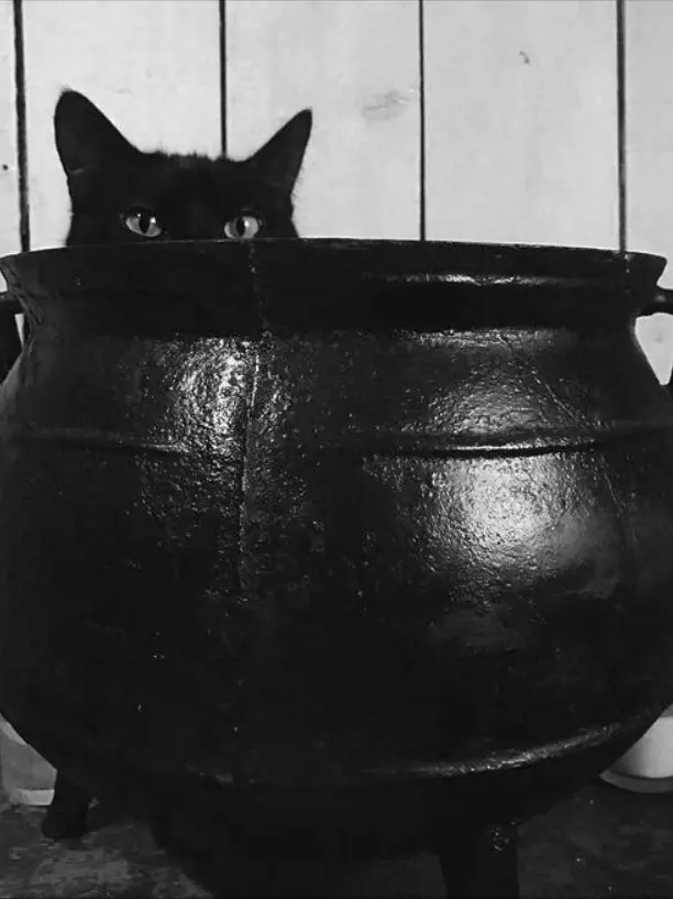 oxoxo_의 마녀야 마녀야 꼭 꼭 숨어라