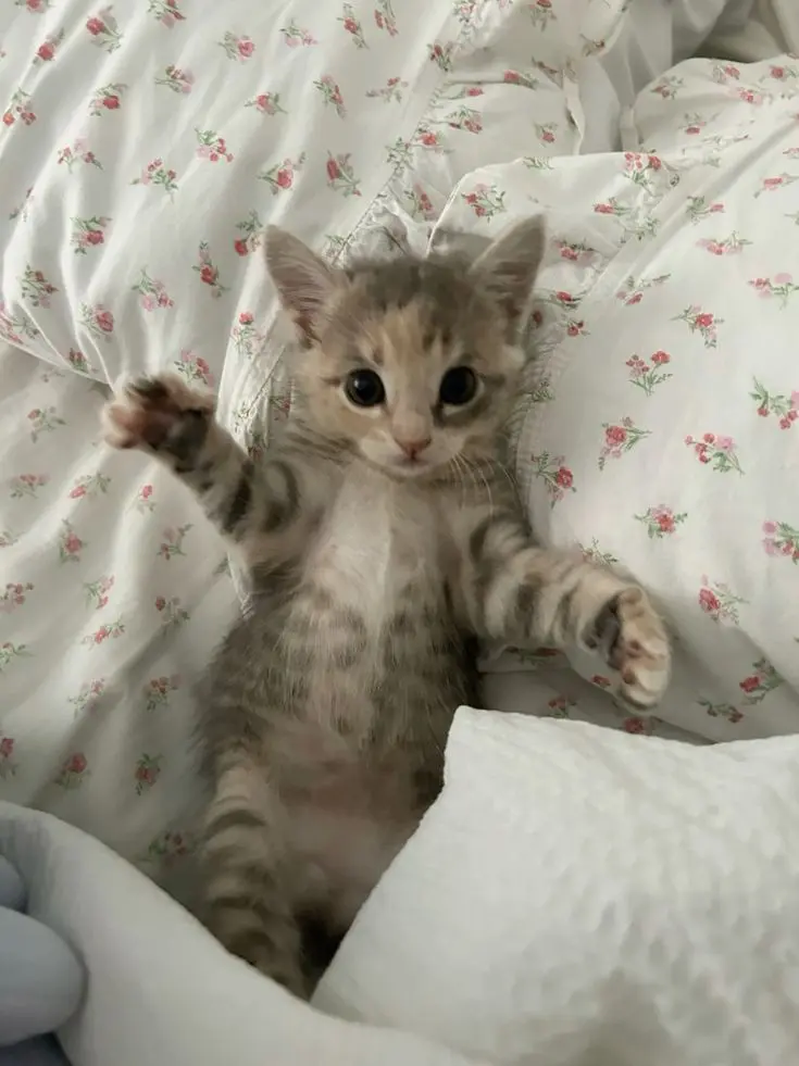 Cory0420의 고양이 키우기이!★