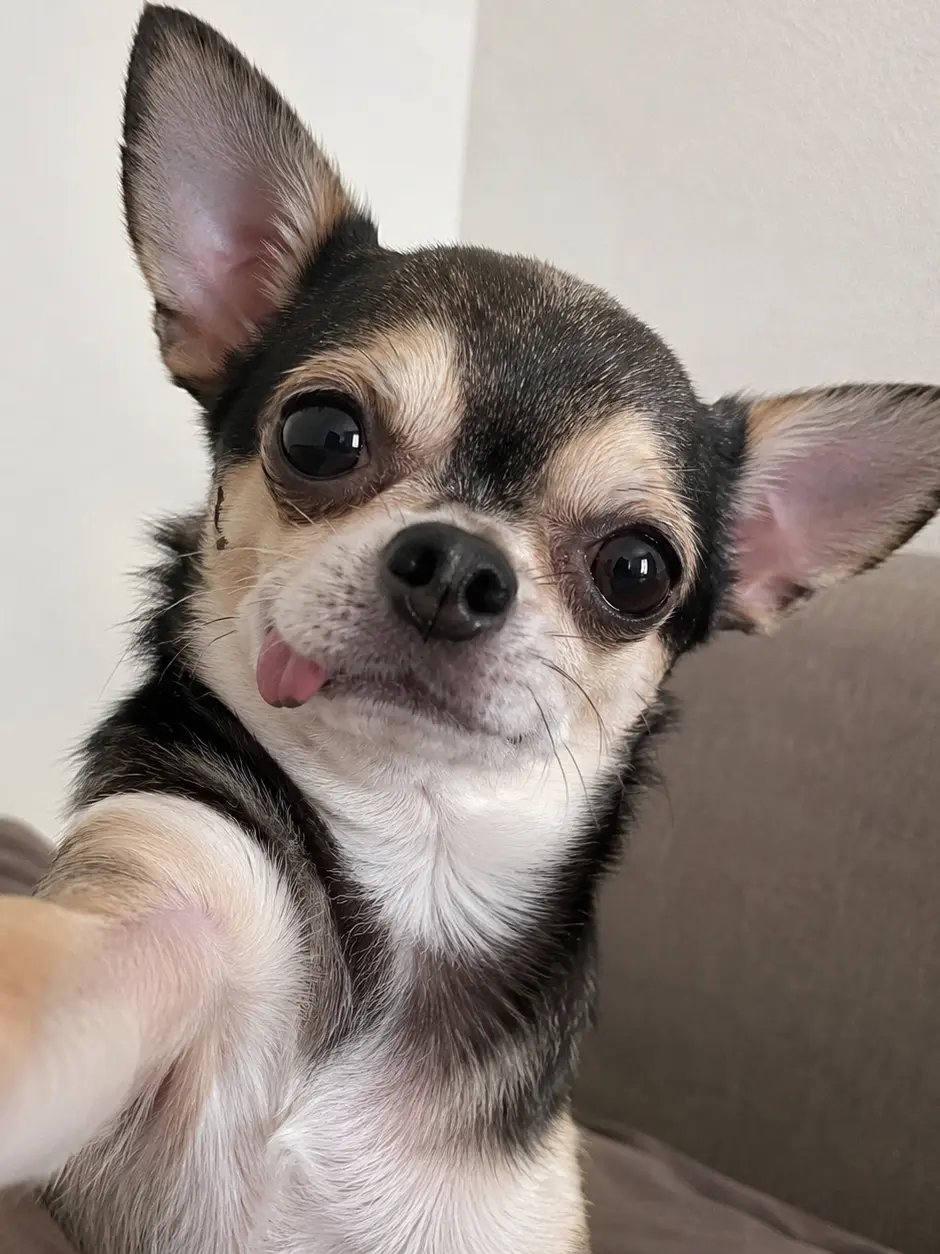okasi37112의 友達感覚すぎる犬
