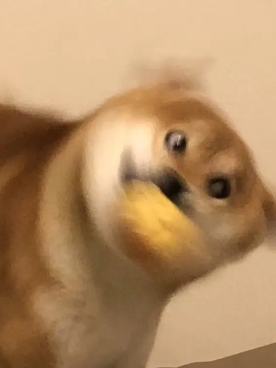 Ssam_ssam의 우리집 강아지는 성격이 쌔다