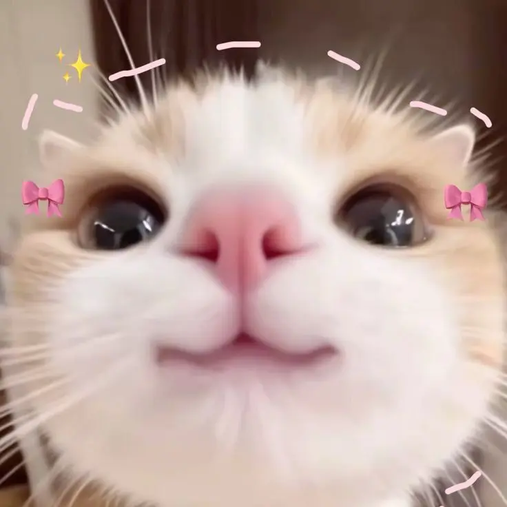 CattySkirt5714의 귀여운말하는아기고양이쿠냐