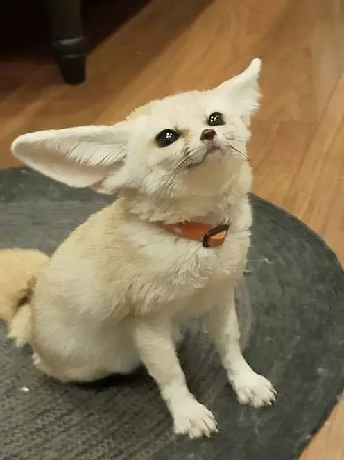 Nekosuke.neco의 痛覚共有(オリエンスバージョン)