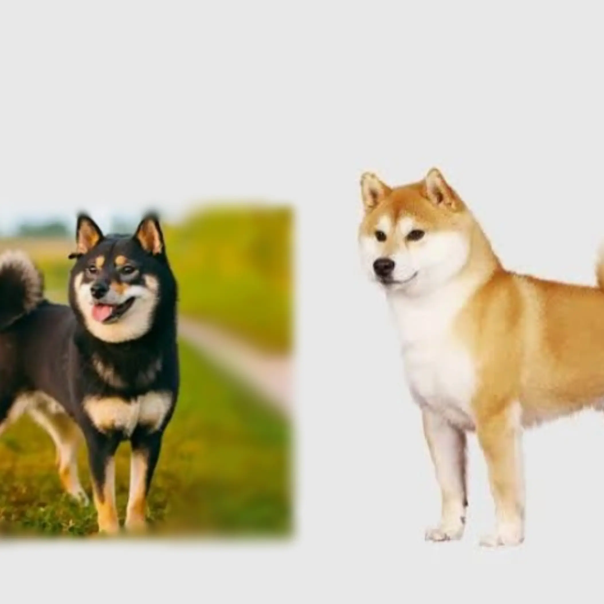 snow_cat_11121의 그저 놀고있는 시바견