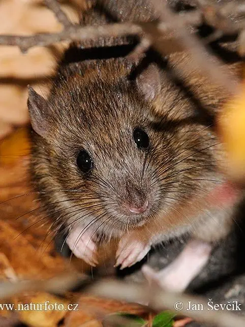 Cozyshard24757의 미수반 오해