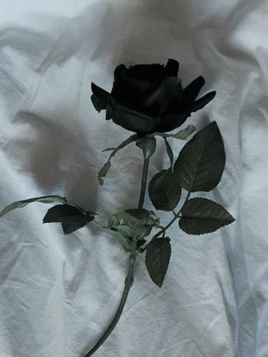 《하이큐》 평범하게 살고싶은 아이 대표 이미지