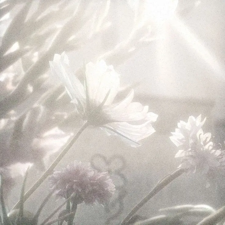 sik_ho.09의 鬼滅の刃 .° 𝕊ℝ