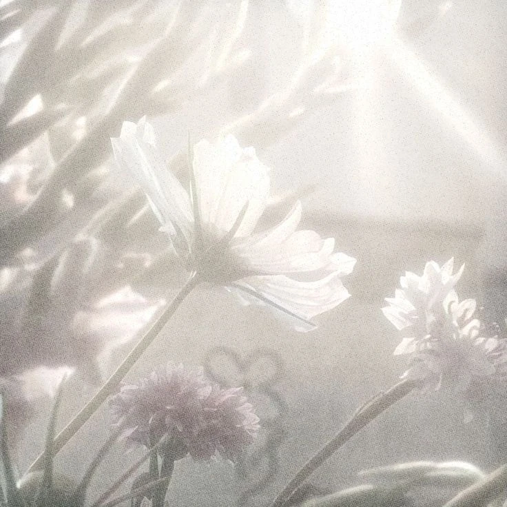 鬼滅の刃 .° 𝕊ℝ