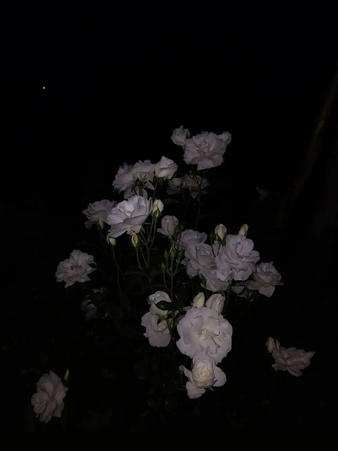 yumeno_nak_a의 精神病棟