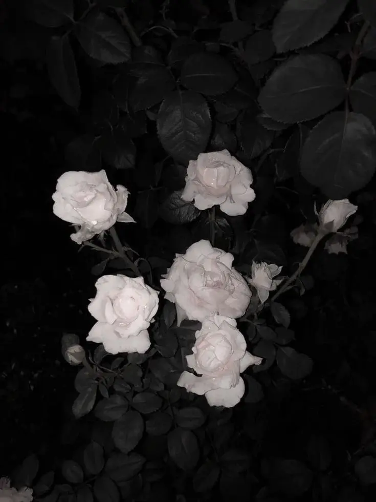 PlainPhoto1747의 9人に監禁されて愛されています。