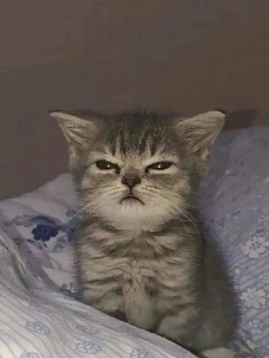 Myaoook의 두 마리의 야옹이! Meow~