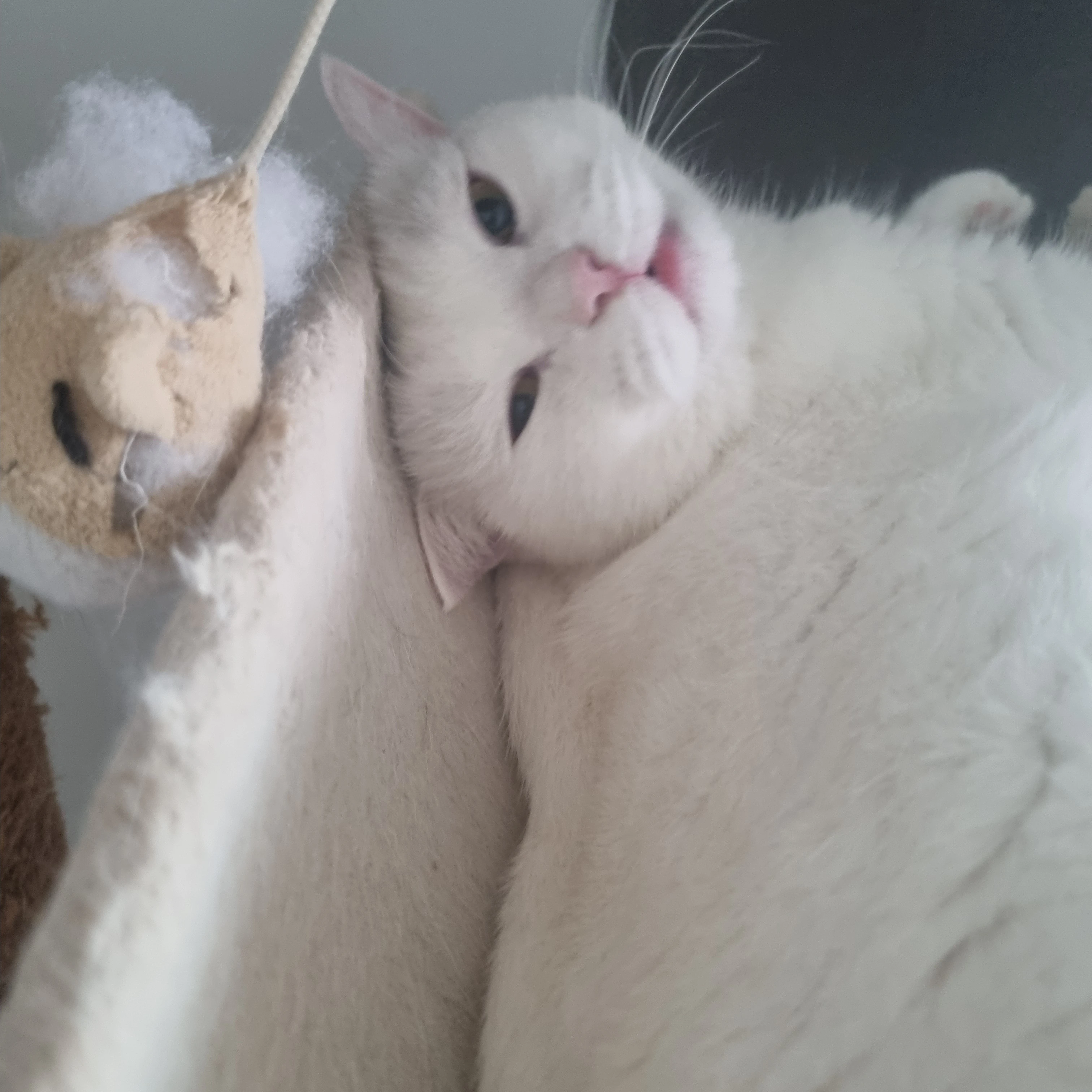 여신강림