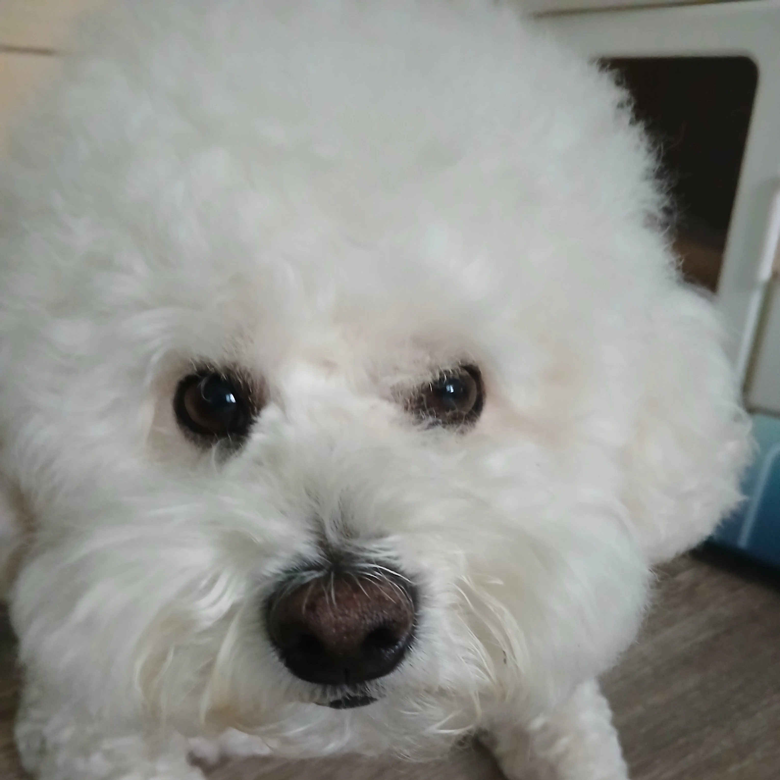 배드락