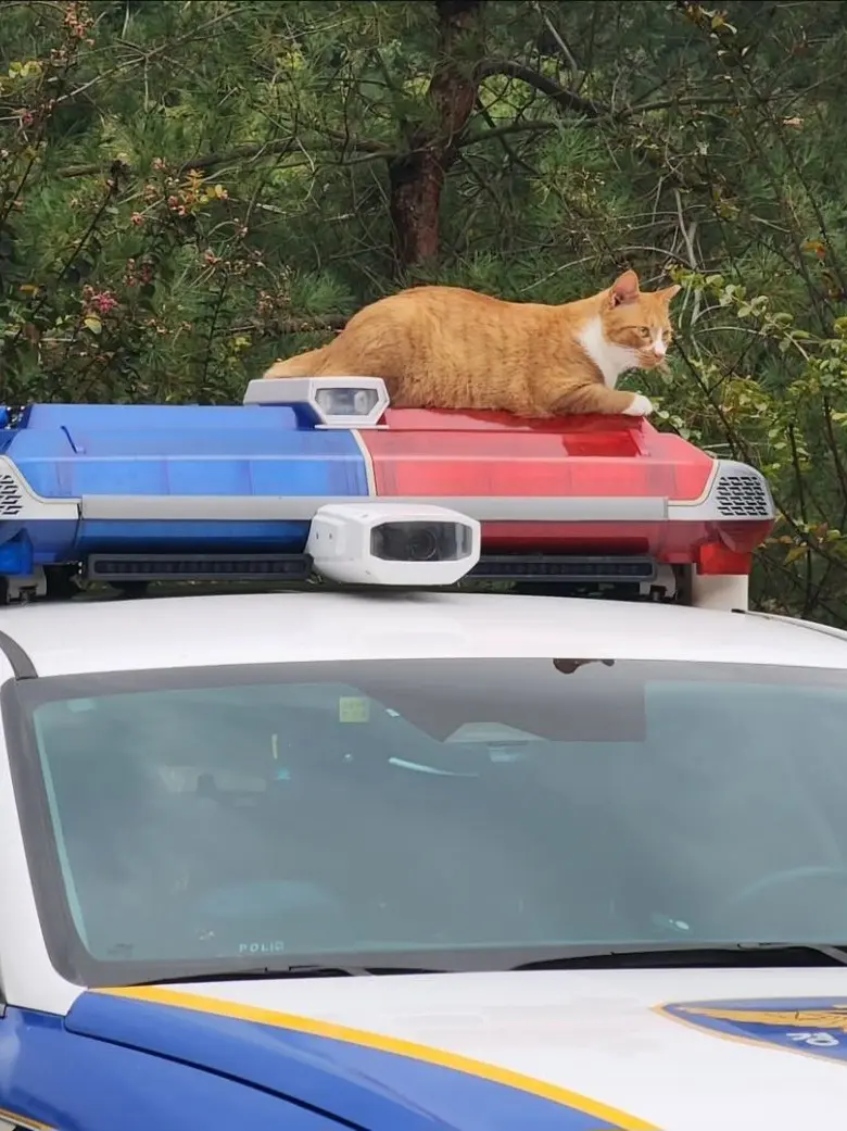 FishyCrown5908의 오늘부터 넌 경찰이야. [ 개인 ]