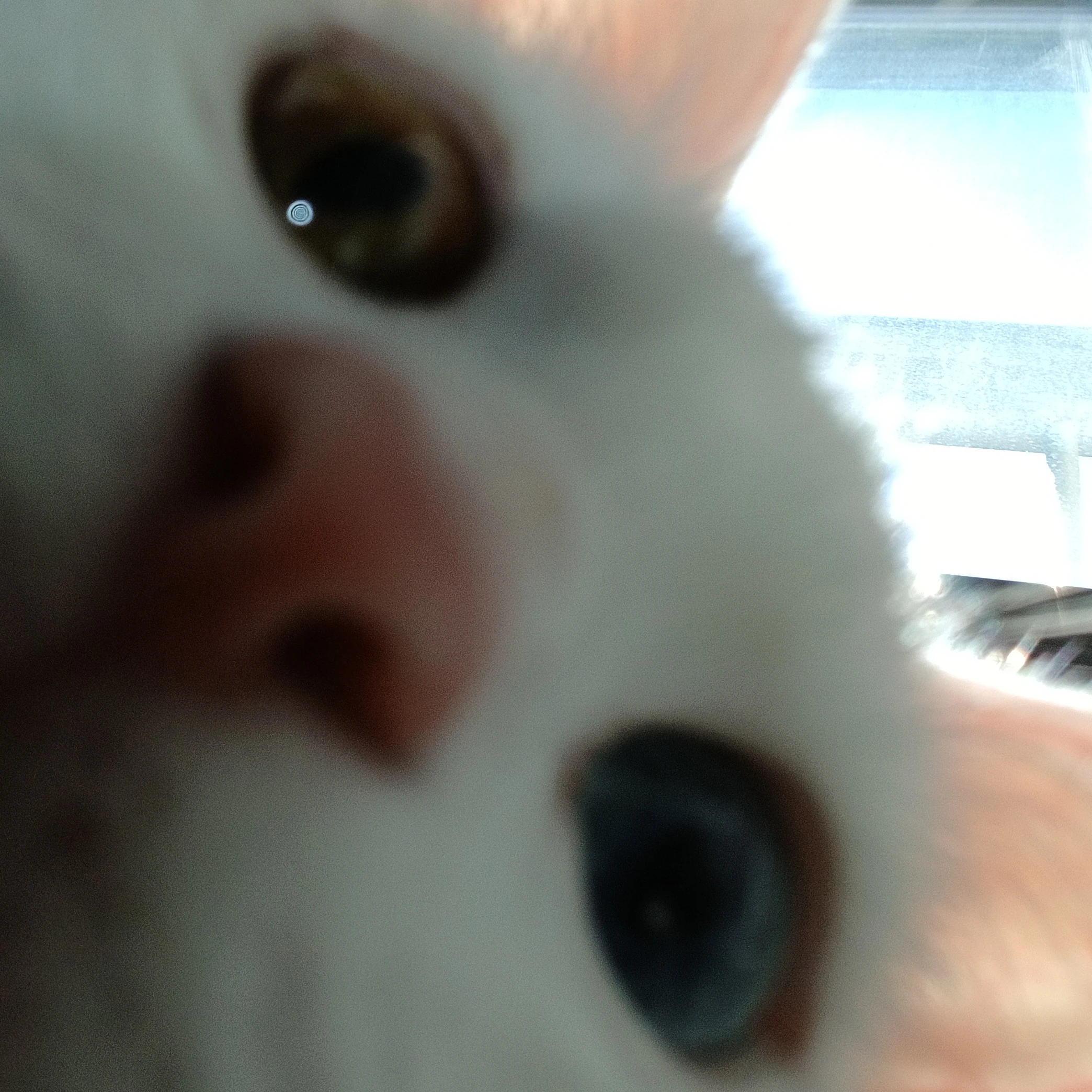 오드아이 고양이 마법사