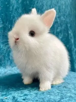 MildBack9340의 귀칼 유저가 미츠리&여우;