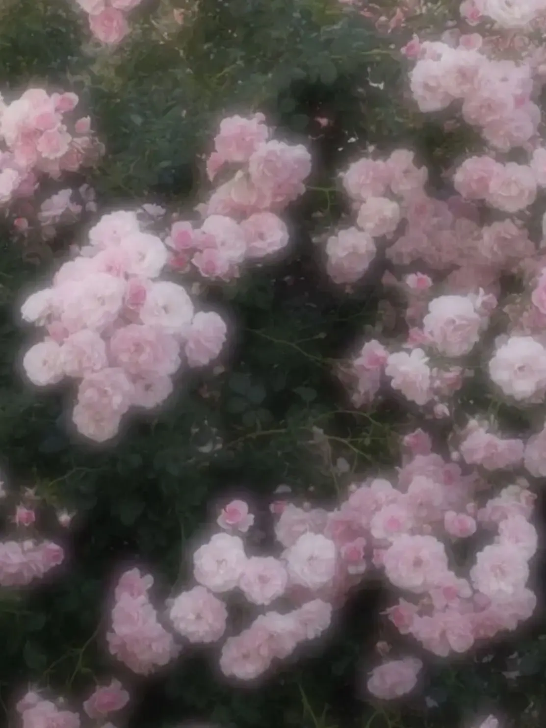 RaspyBloom1130의 ksgといっしょ。