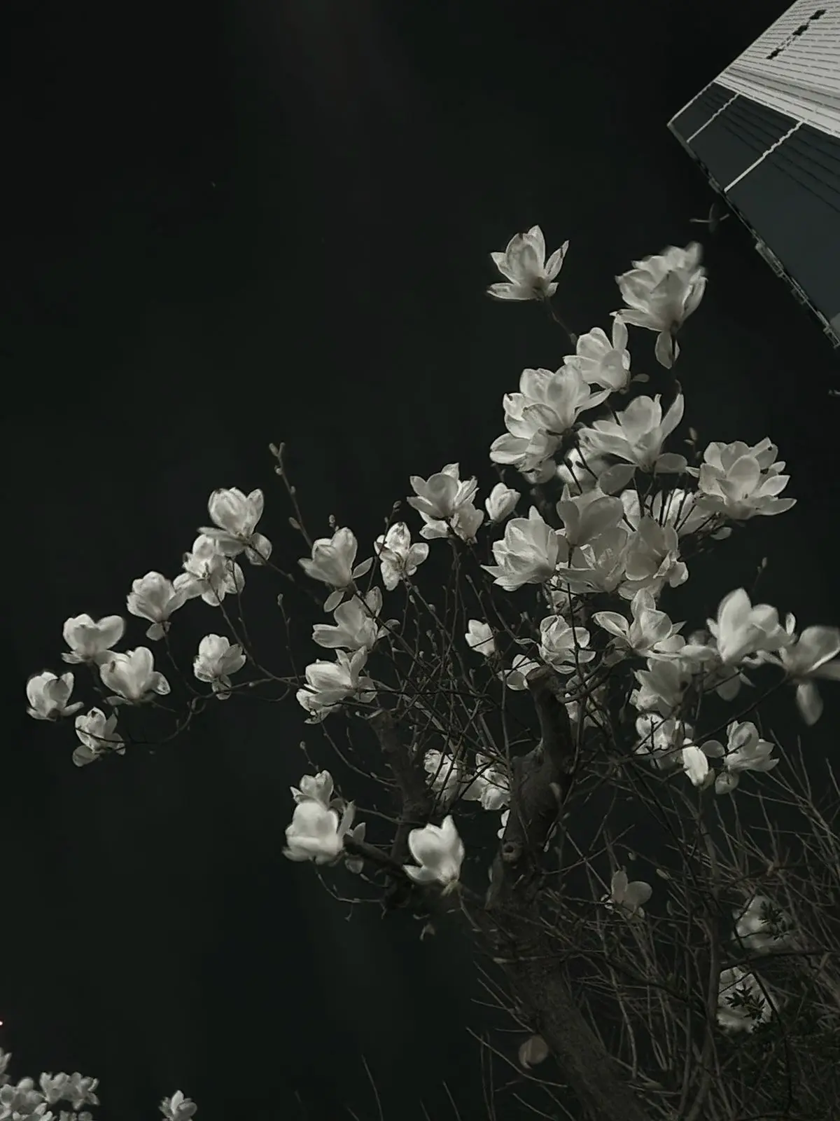 MeagerAnime5054의 미스터리 수사반