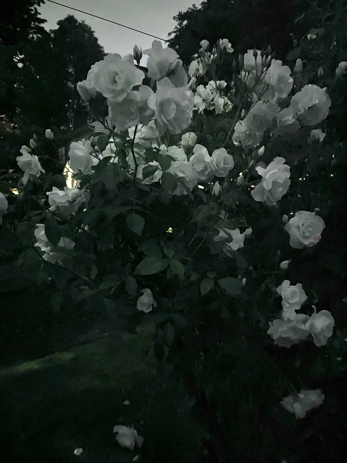 min_o0의 사랑 같은 거, 몰라도 좋잖아.