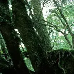 konjac777의 仮面ライダー響鬼