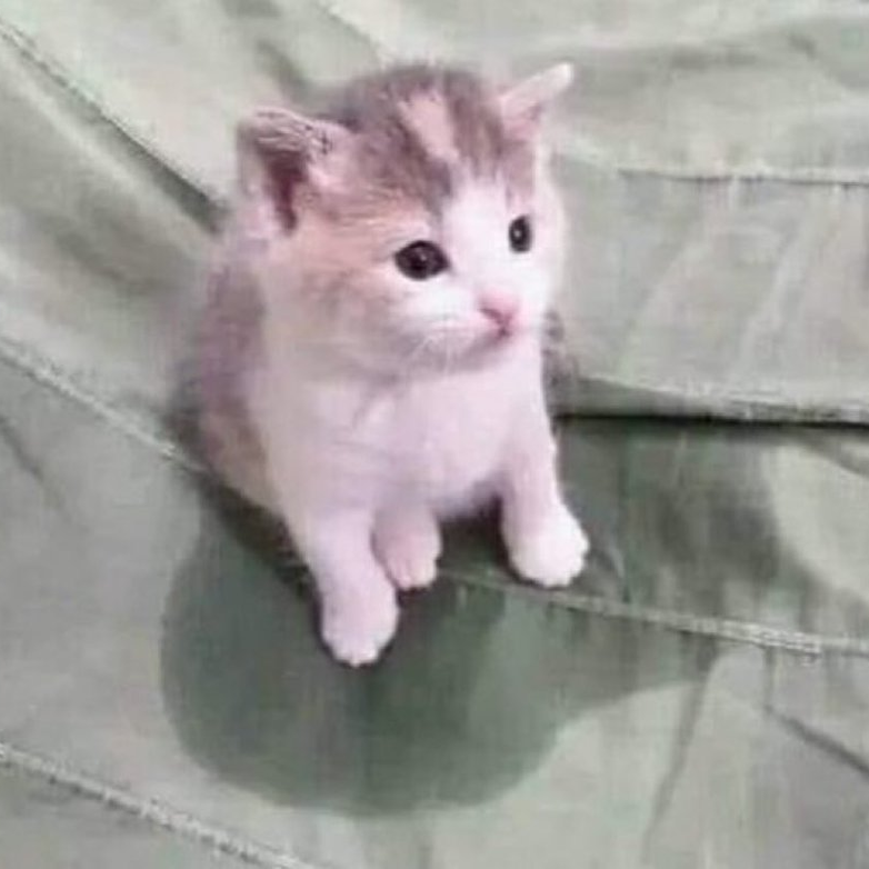 Buse 대표 이미지