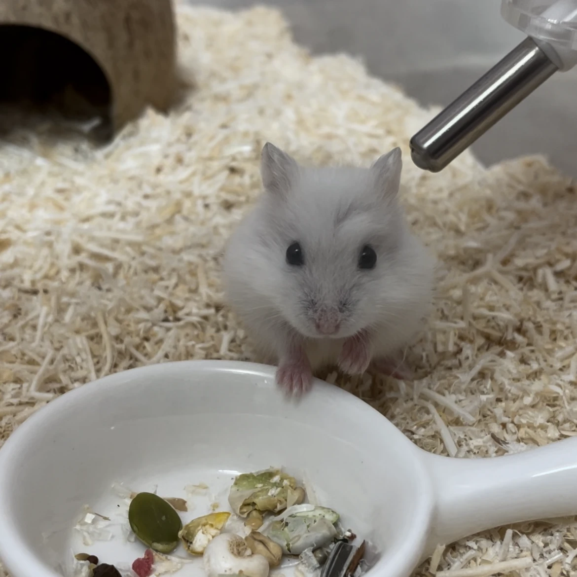 💖🐹햄스터 모찌🐹💖