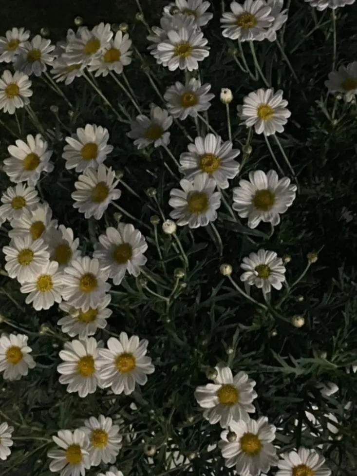 m_ilkoy-..의 낙원고등학교 ( + 여우 포함 )