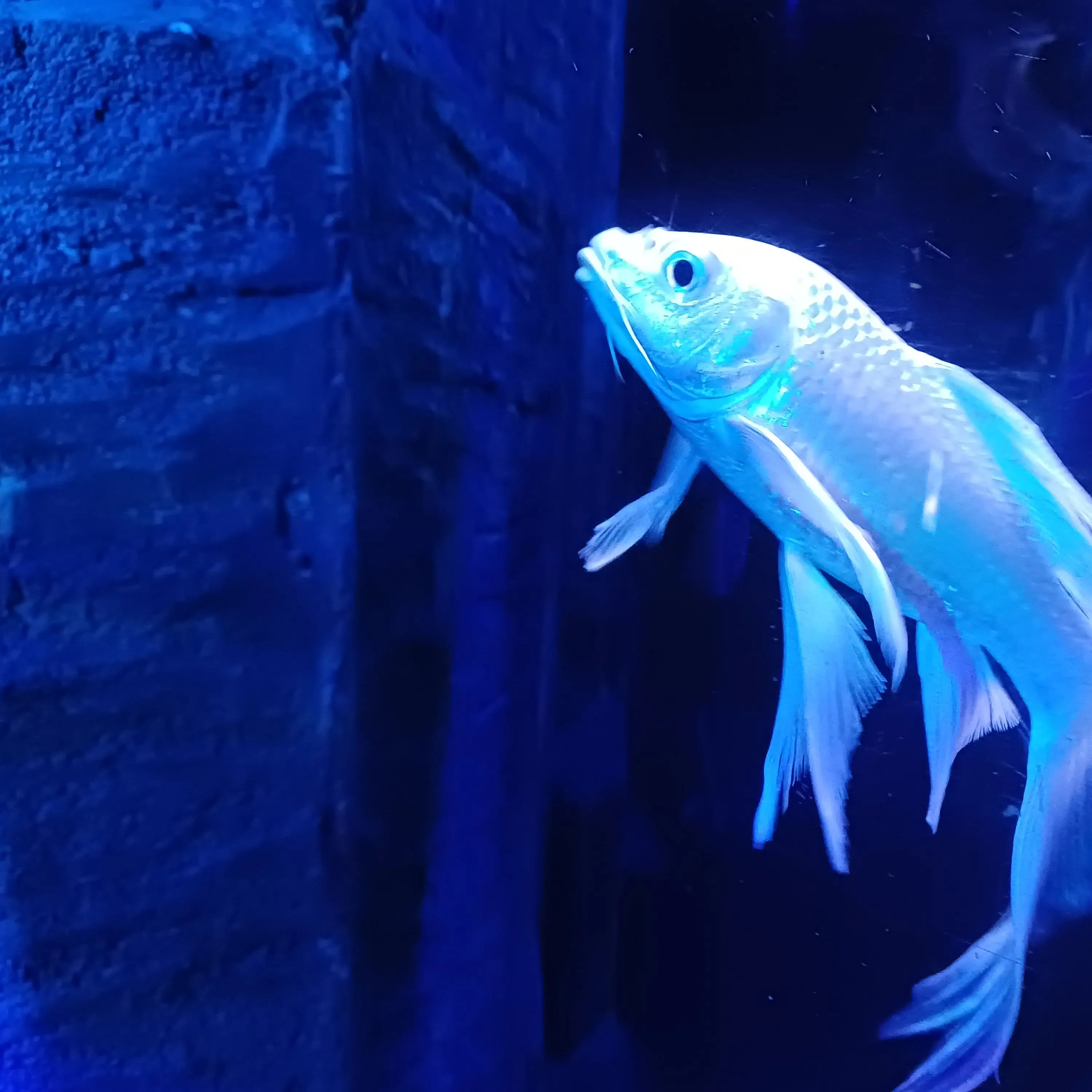 ArdentWood6545의 복작복작아가야~저와의리멬~