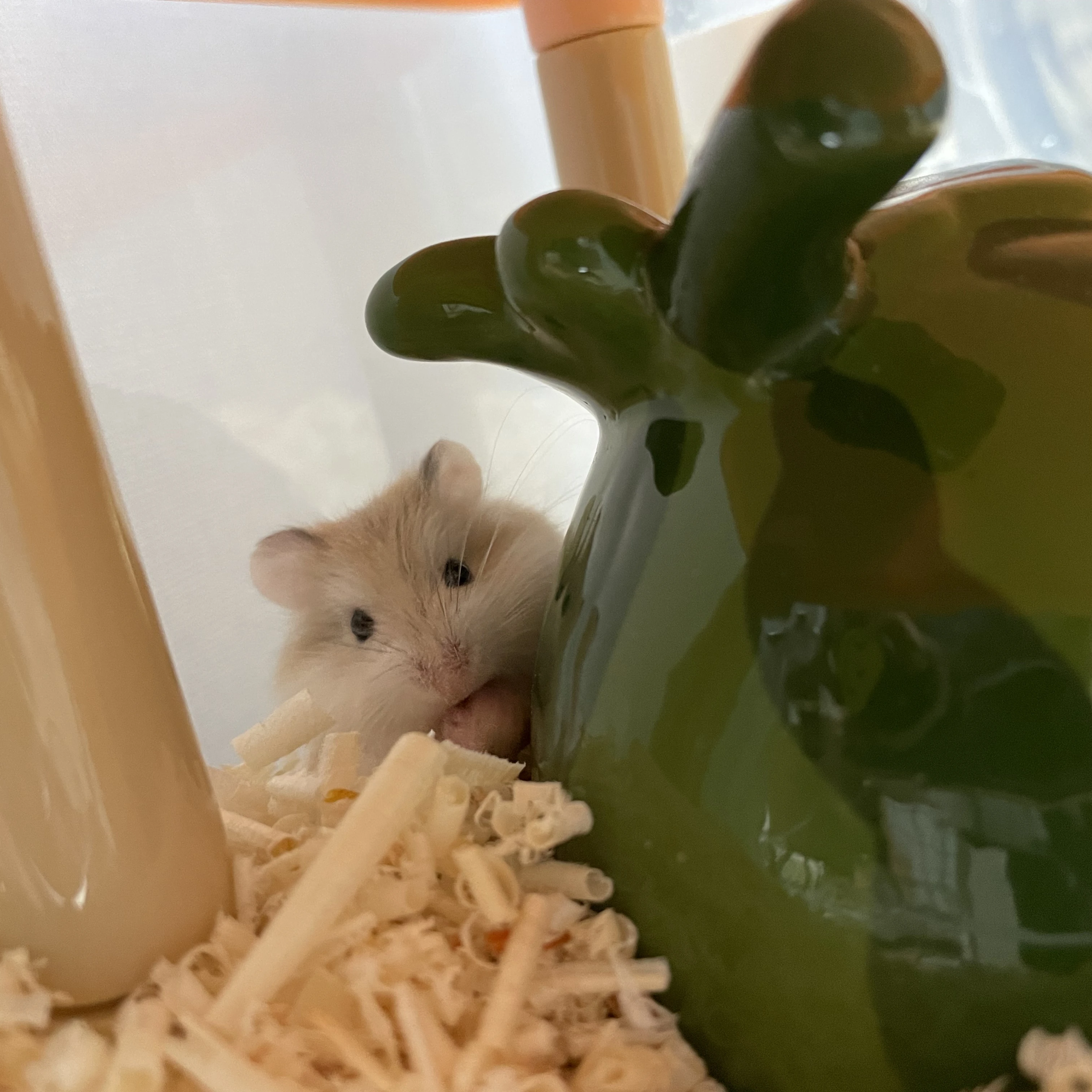 💚🐹햄스터 모루🐹💚