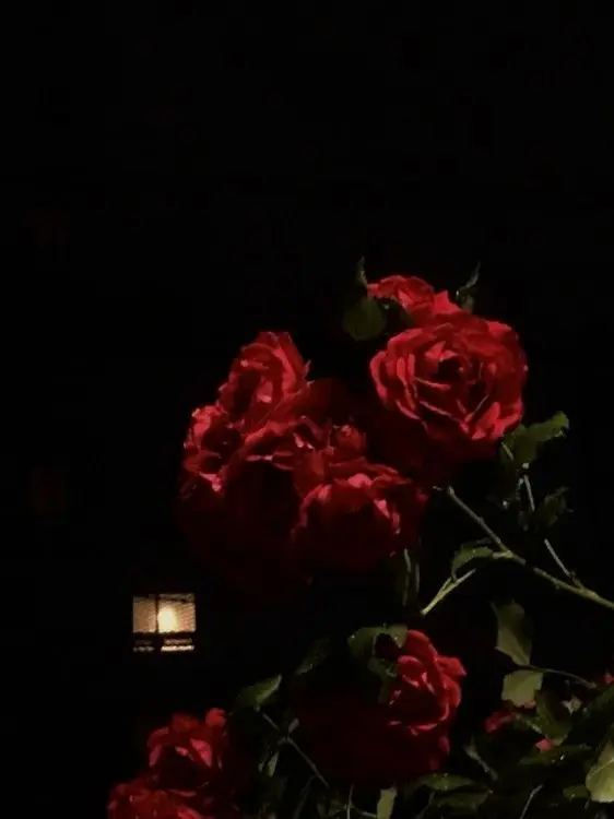 untilifoundyou의 chaconne