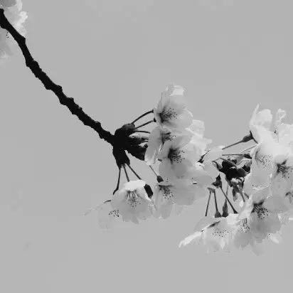 Da_muh_guh의 [🌸]