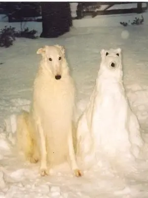 MCB_metakuchan의 경찰견들