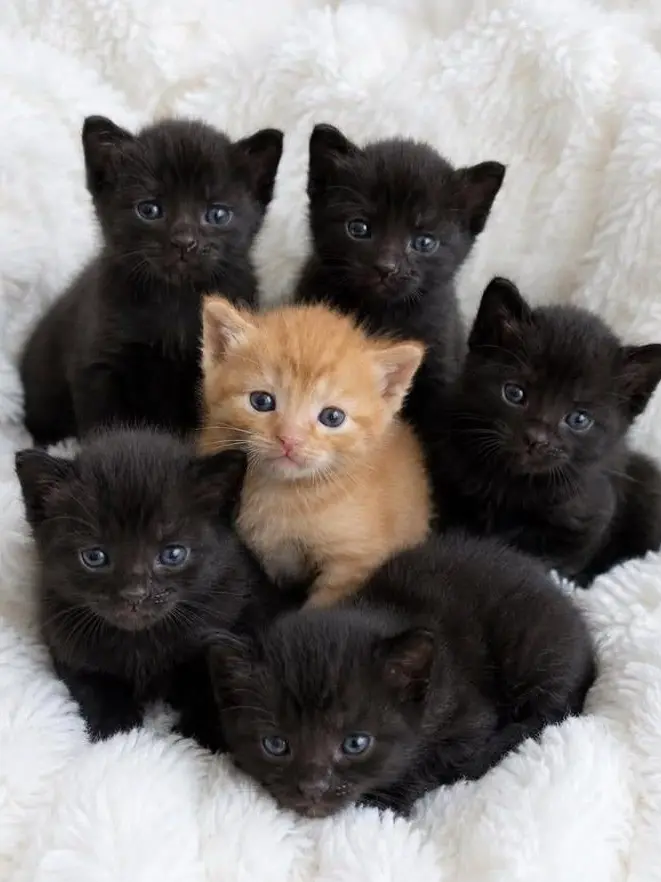 ModernReef6698의 Warrior cats RP
